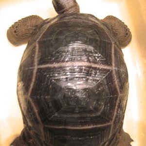 ALDABRAMAN