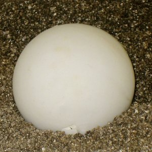ALDABRAMAN