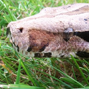 Two Boas