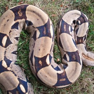 Two Boas