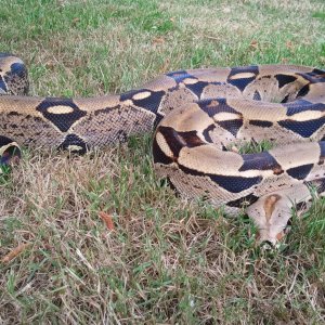 Two Boas