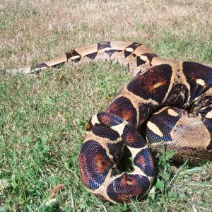 Two Boas
