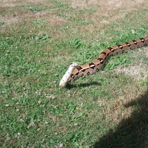 Two Boas
