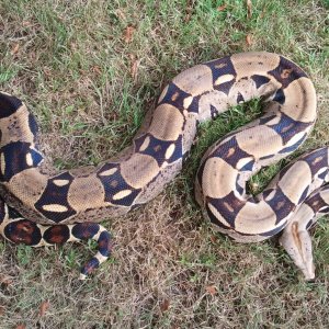 Two Boas