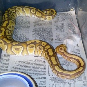 Ball Pythons