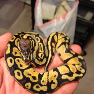 Ball Pythons
