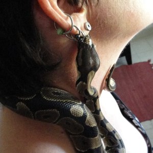 Ball Pythons