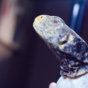 Male Egyptian Uromastyx