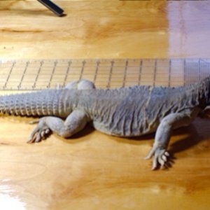 Male Egyptian Uromastyx