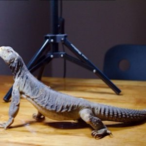 Male Egyptian Uromastyx