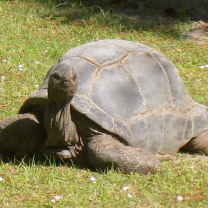 ALDABRAMAN