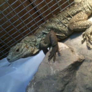 my  female cyclura lewisi