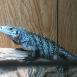 female cyclura lewisi