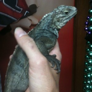 update pics of my high percentage male