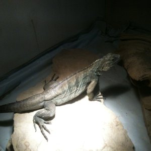 update pics of my high percentage male thanks manny