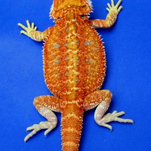 2_Hypo_Or_female