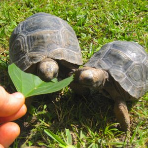 ALDABRAMAN