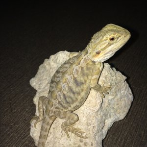 available_dragons_003