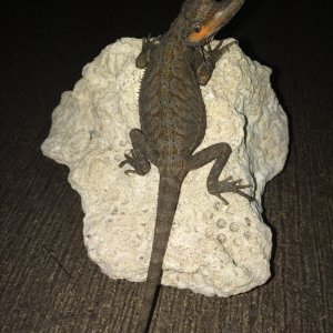available_dragons_006