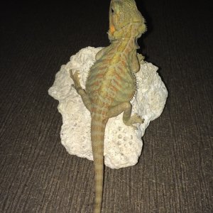 available_dragons_008