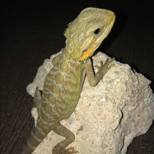 available_dragons_013