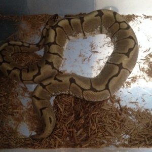 usagi_ovulation