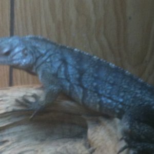 my female lewisi hybrid