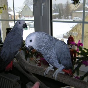 Hand fed african grey gray babies