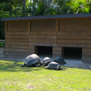ALDABRAMAN // ALDABRA TORTOISE BREEDERS