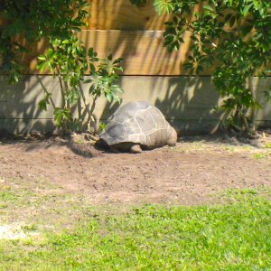 ALDABRAMAN // ALDABRA TORTOISE BREEDERS