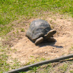 ALDABRAMAN // ALDABRA TORTOISE BREEDERS