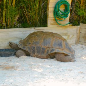 ALDABRA TORTOISE BREEDERS