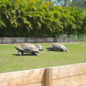 ALDABRA BREEDERS