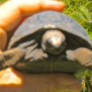 ALDABRA TORTOISE BREEDER