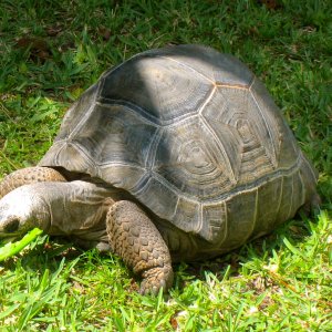 ALDABRA BREEDER