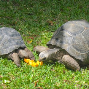 ALDABRA BREEDER