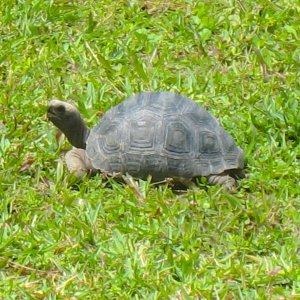 ALDABRA BREEDER