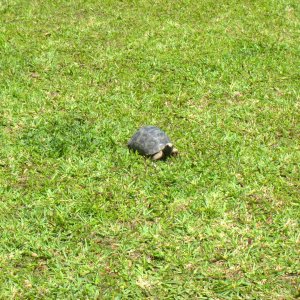 ALDABRA BREEDER