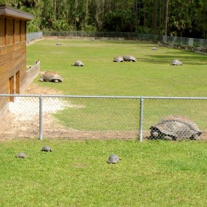 ALDABRA BREEDER