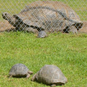 ALDABRA BREEDER