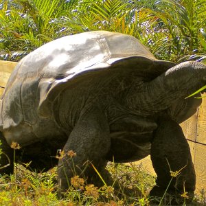 ALDABRA BREEDER