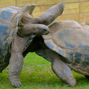 ALDABRA BREEDER