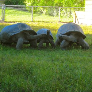 ALDABRA BREEDER