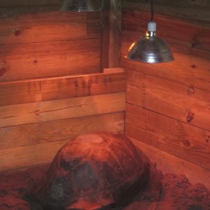 ALDABRA BREEDER