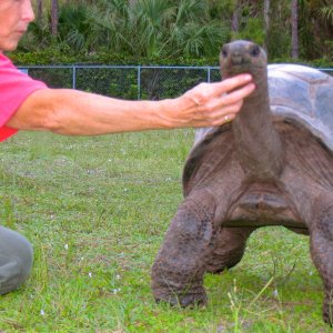 ALDABRA BREEDER