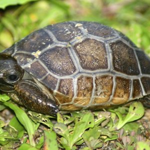 ALDABRA BREEDER