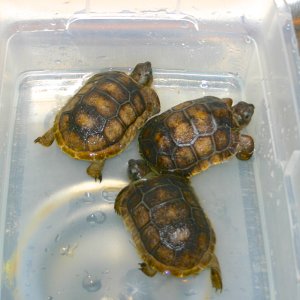 ALDABRA BREEDER