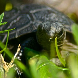ALDABRA BREEDER