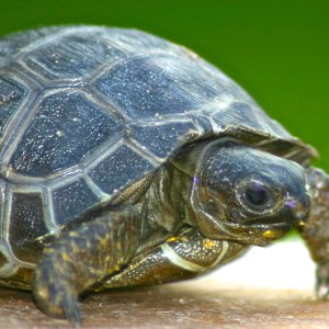 ALDABRA BREEDER