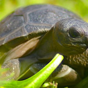 ALDABRA BREEDER
